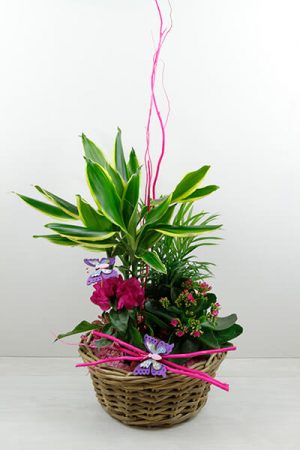 Composición de plantas en cesta de mimbre