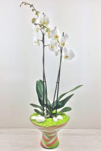 orquídea blanca en jarrón y arena
