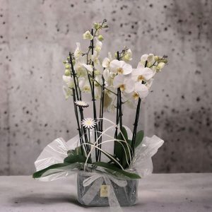 composición con orquídeas