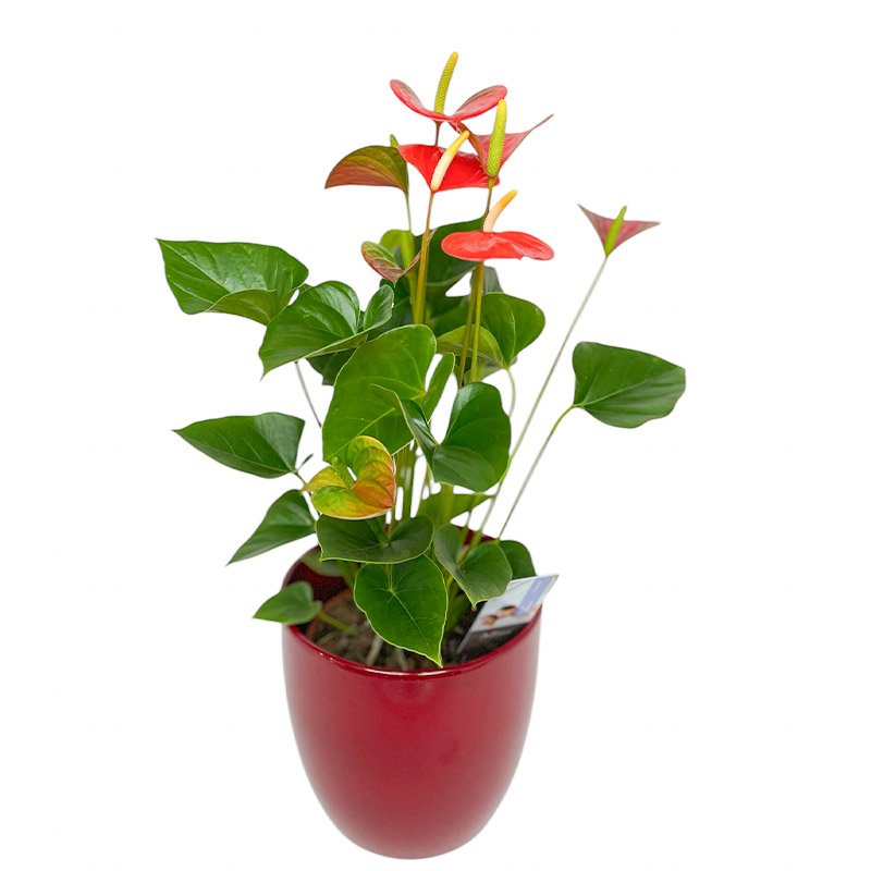 plantas