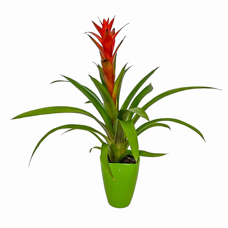 Guzmania