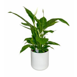 Planta de Espatiphilium