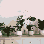 ¡No dejes que tus plantas de interior mueran de sed estas vacaciones!