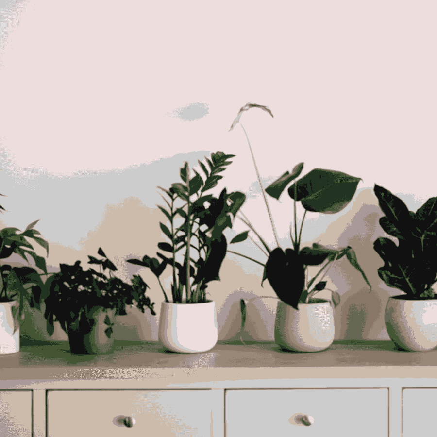 Plantas de Interior