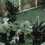 Regar Plantas de Exterior ¡Que tus plantas no sufran por tu ausencia!