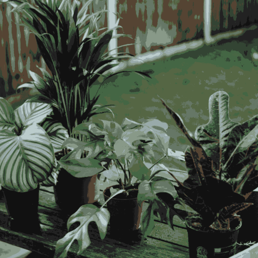 plantas de exterior como regar